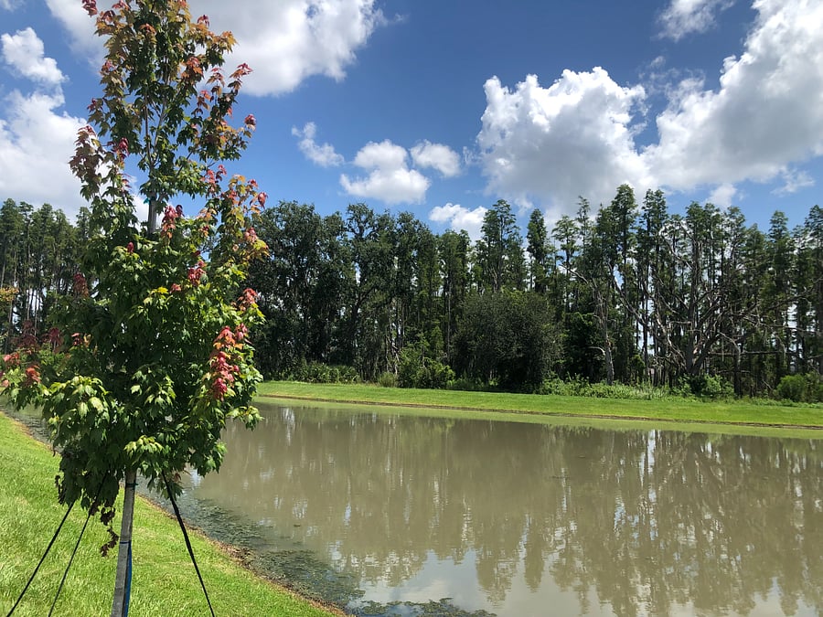 The neighborhood has multiple conservation areas.