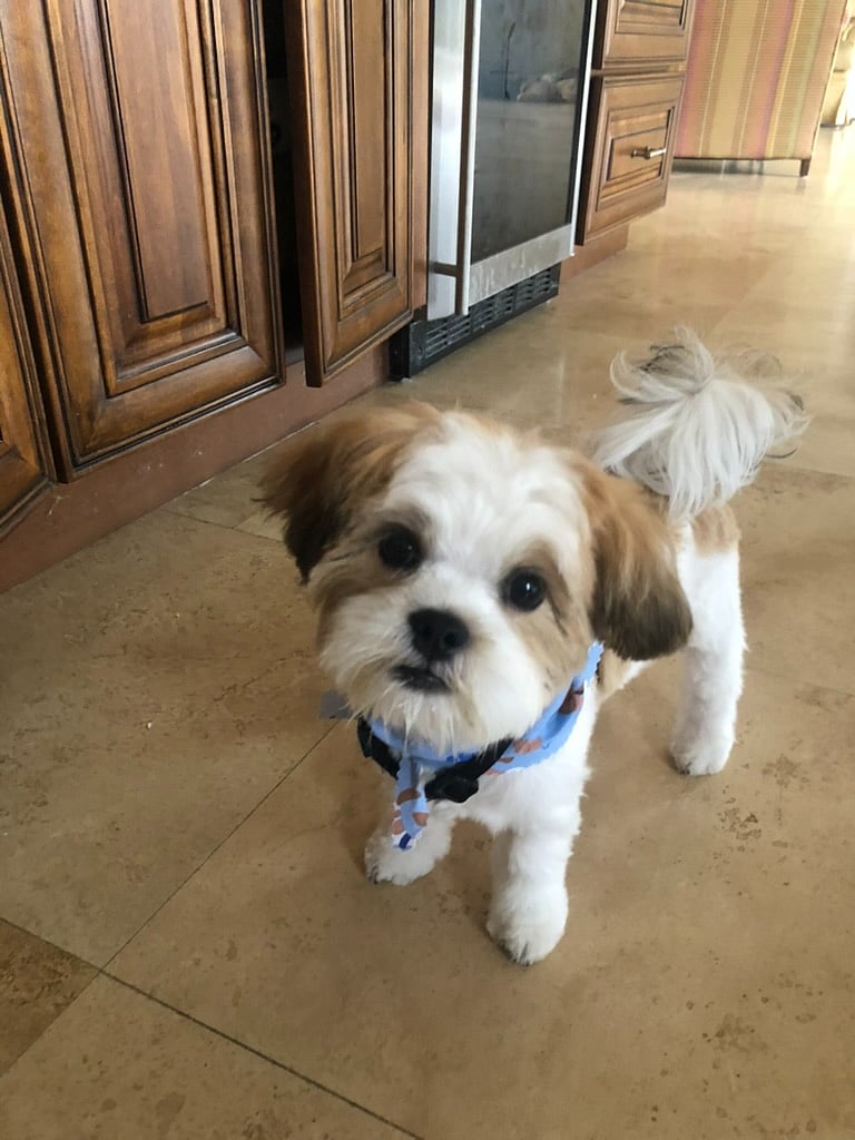 My dog Buddy