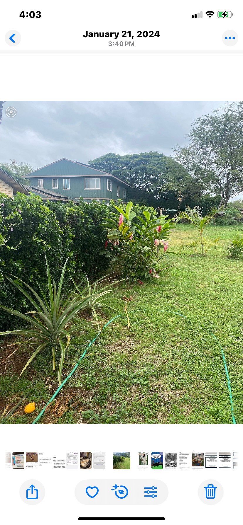 Backyard greenery