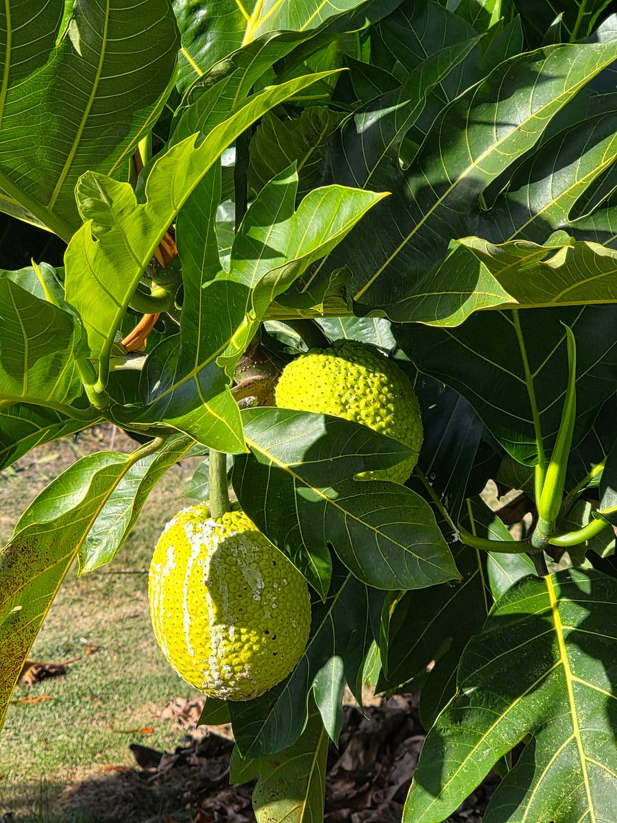 Breadfruit