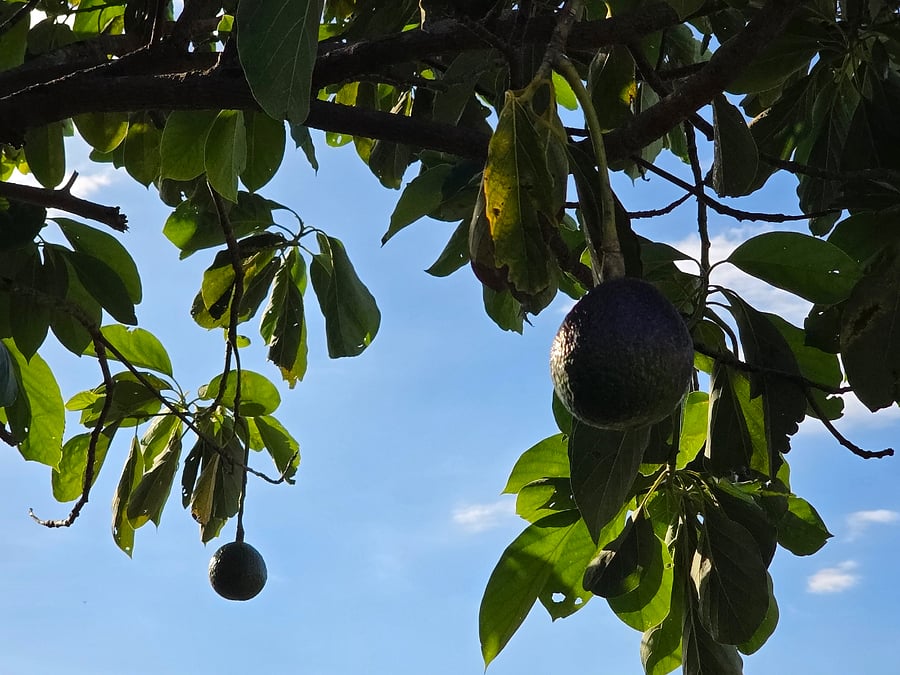 Avocados