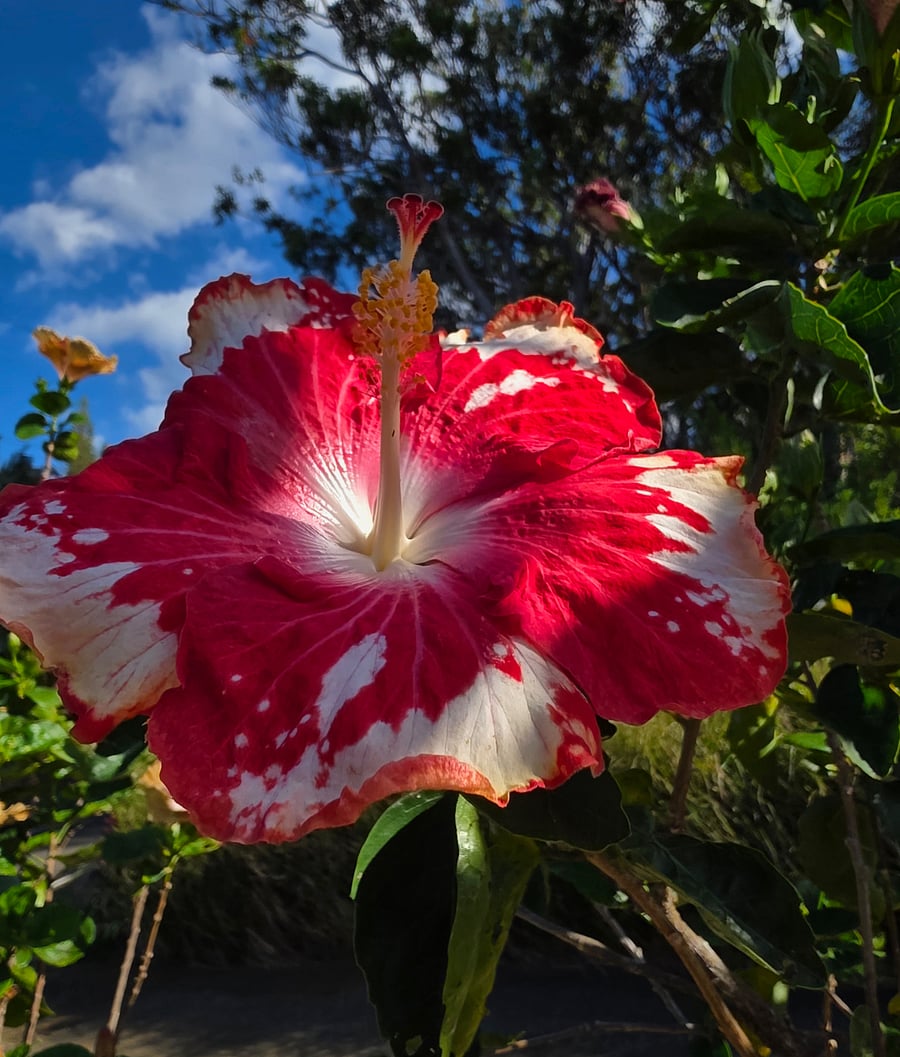 lush gardens