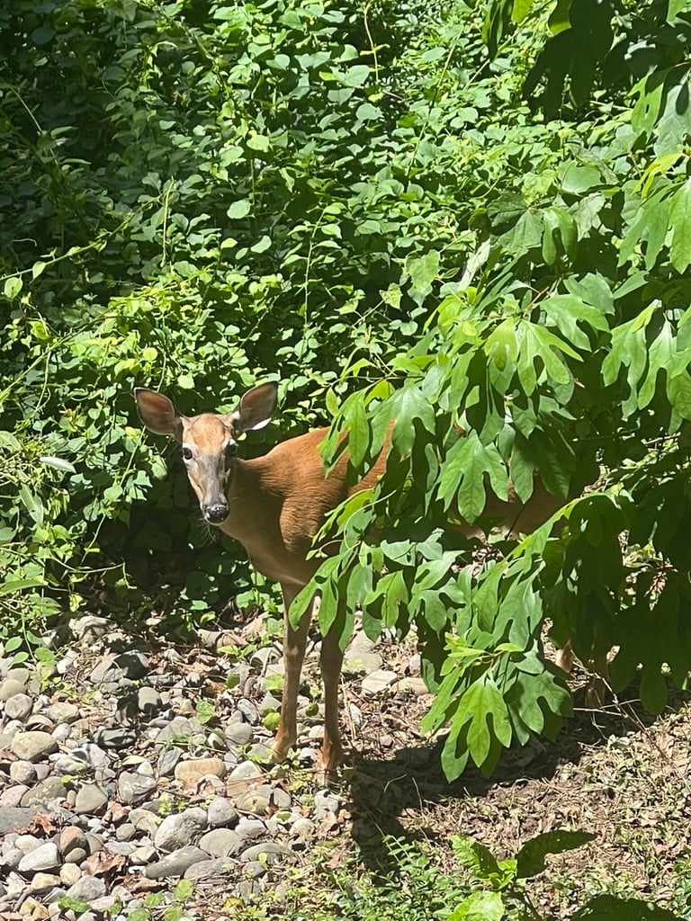 We sometimes see deer on the outskirts of our property.