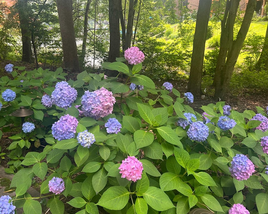 Our backyard...