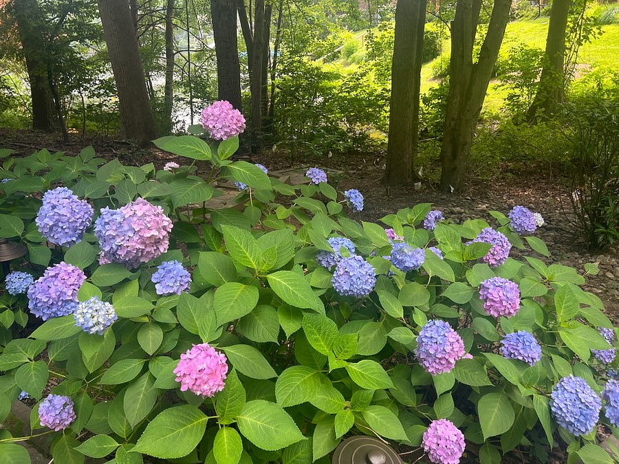 ...the view from our backyard