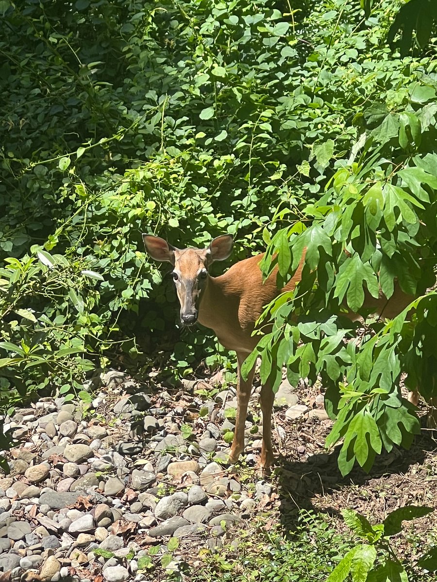 We are lucky enough to see deer and fawns at certain times of the year.