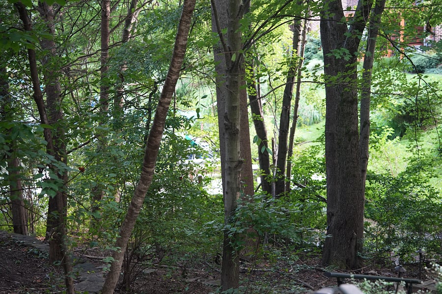 Another view of the lake from the backyard of the house.