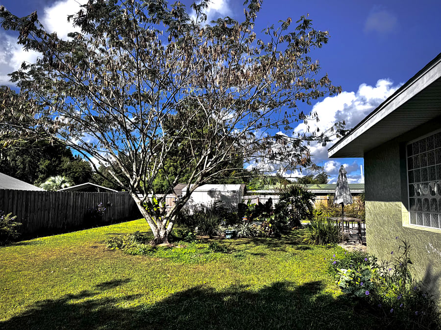 Outdoor Space
Enjoy a large backyard thats both pet- and kid-friendly. In springtime, the mimosa tree bursts into bloom, making the yard a true gem.