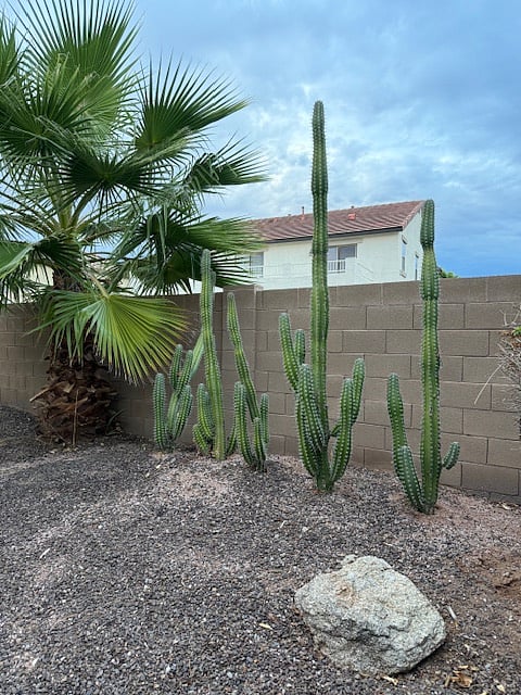 Backyard is a retreat