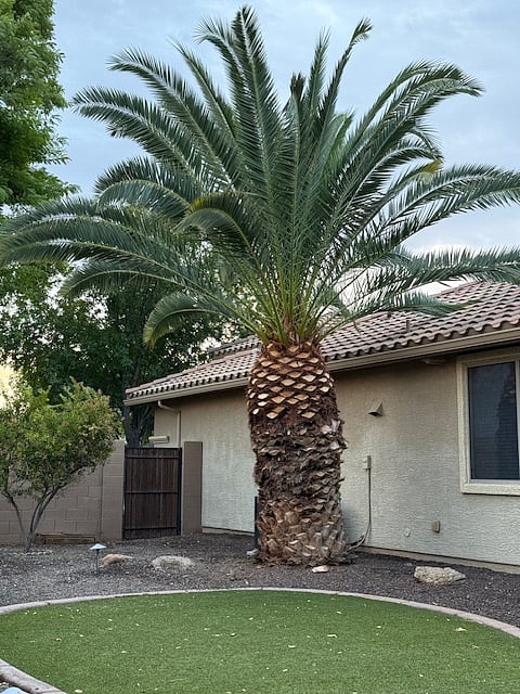 Backyard - one story home