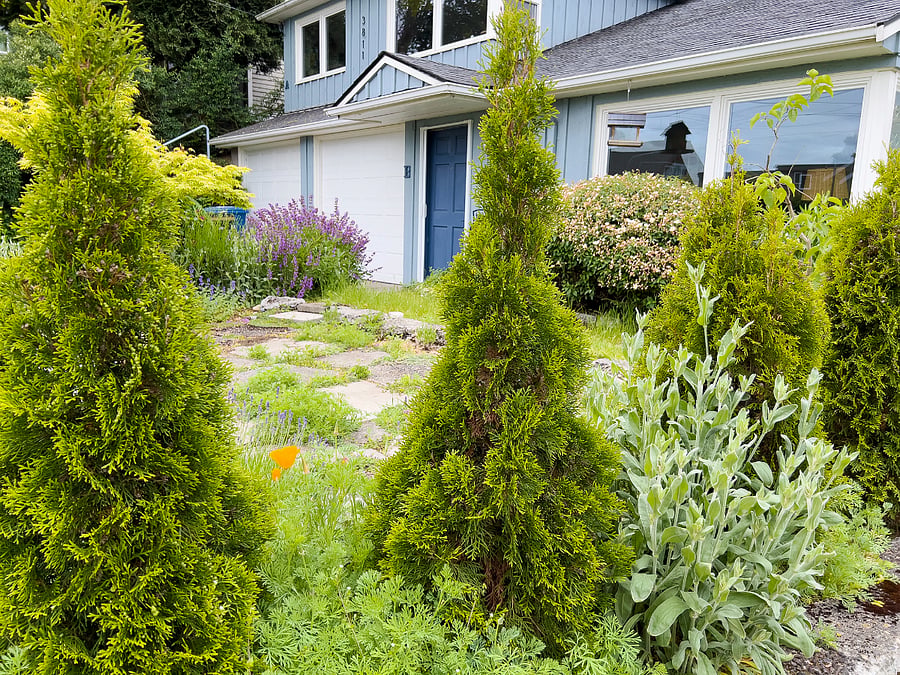Front garden from side path.