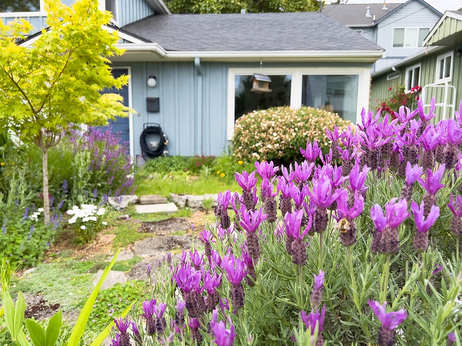 Front garden in full bloom.