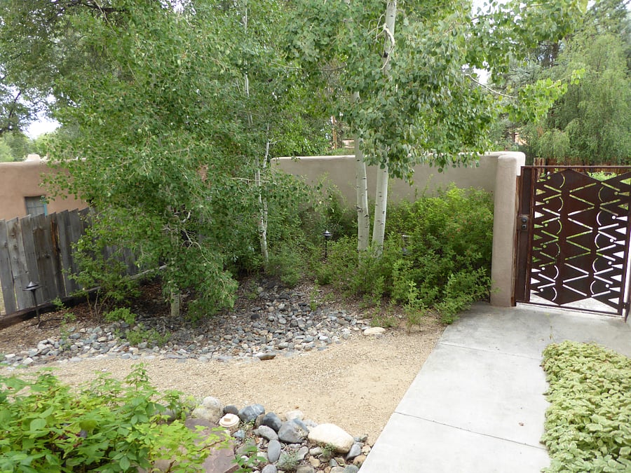 Grove of aspens in front yard. 