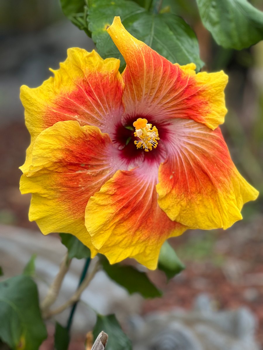 copious tropical plants in the garden
