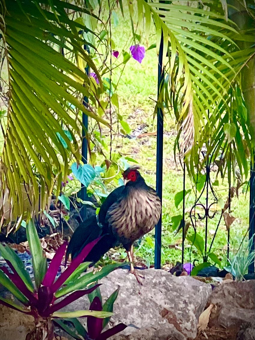 lots of birdlife 