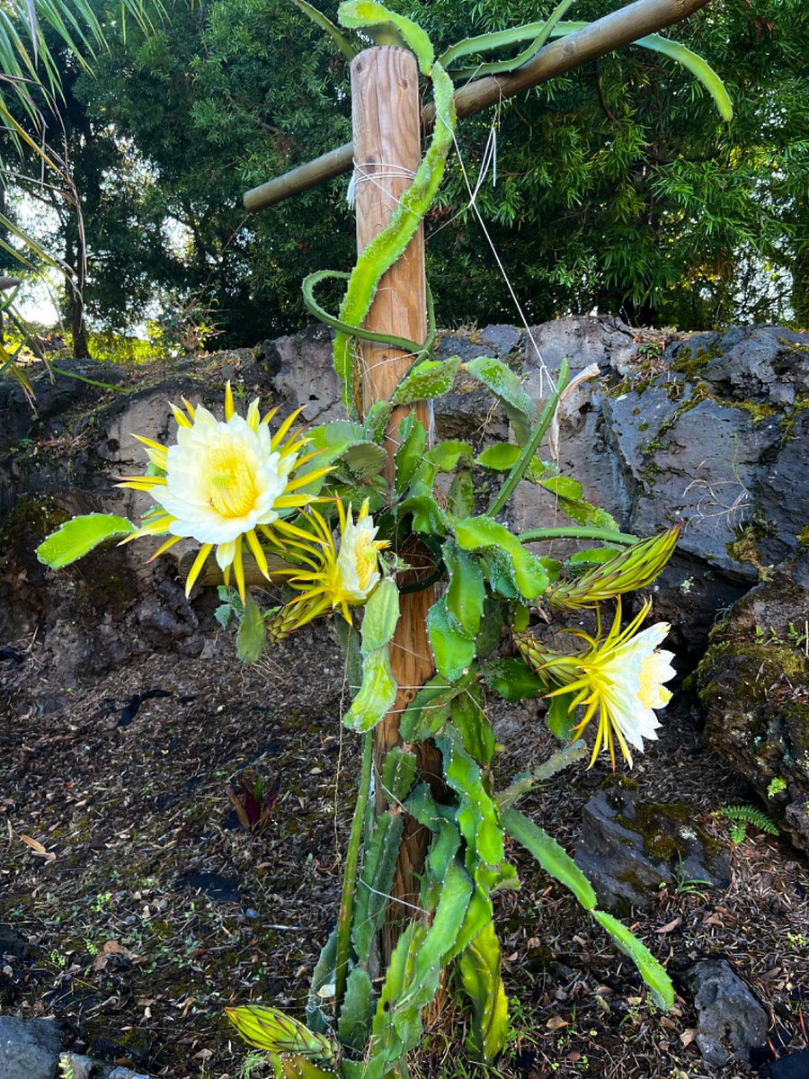 Dragonfruit blossoms