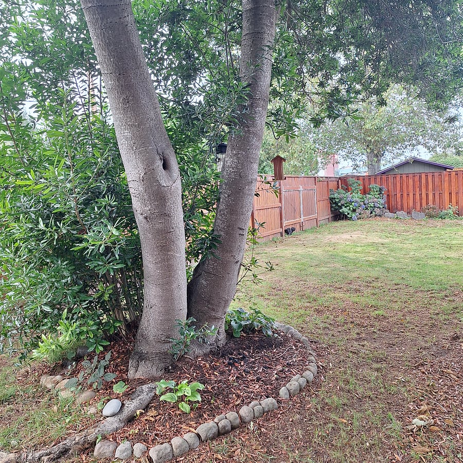 Yard
