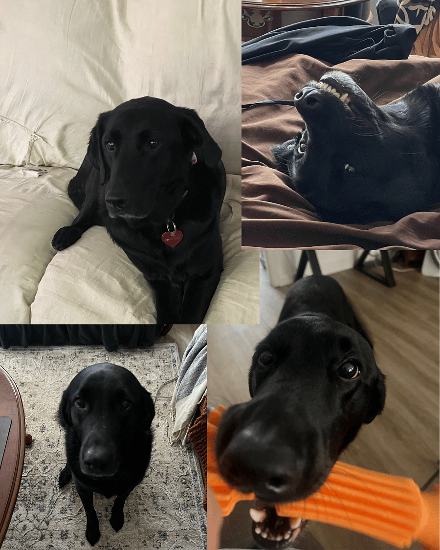 Maisie - 6-year-old Lab/Golden mix.