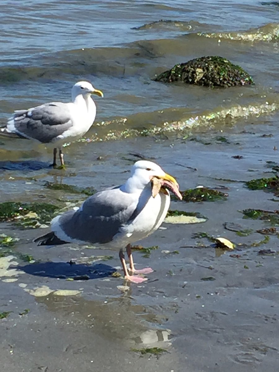 Seagull slowing eating a sea star at North Beach
