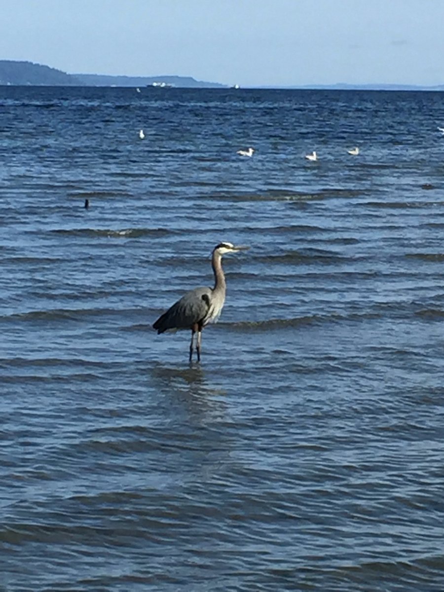 Great Blue Heron fishing at North Beach