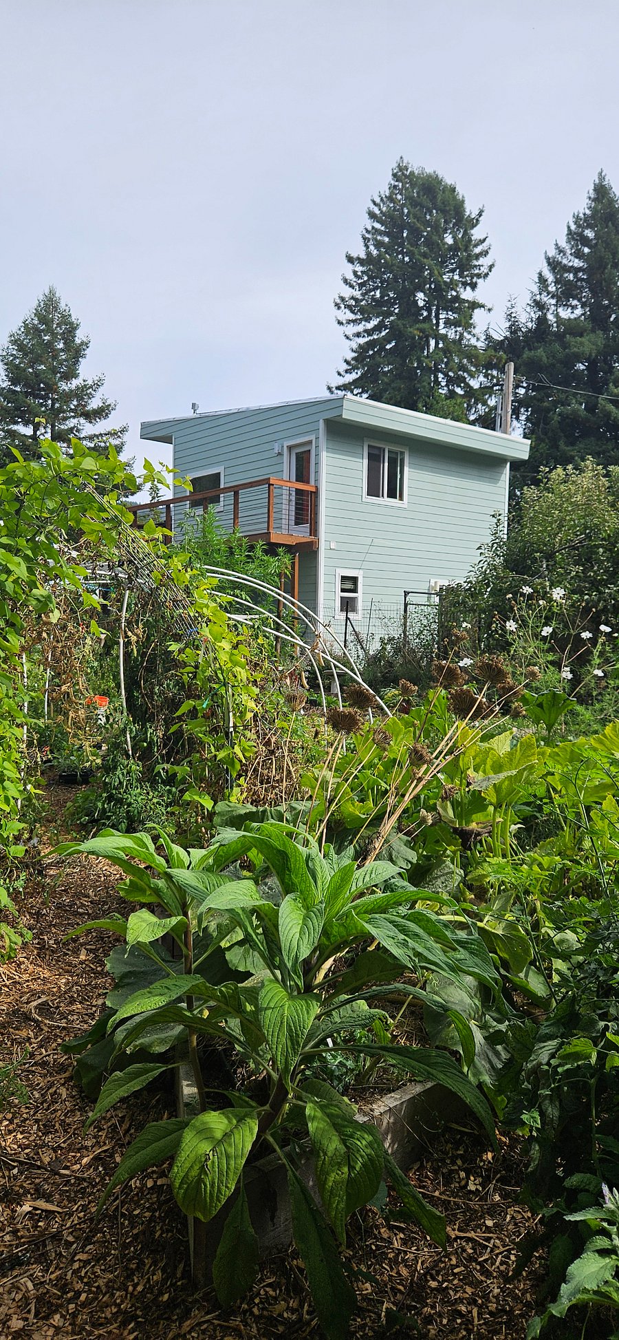 The cottage backs onto a large veggie garden