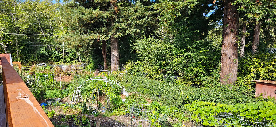 Redwoods and veggie garden view from the balcony