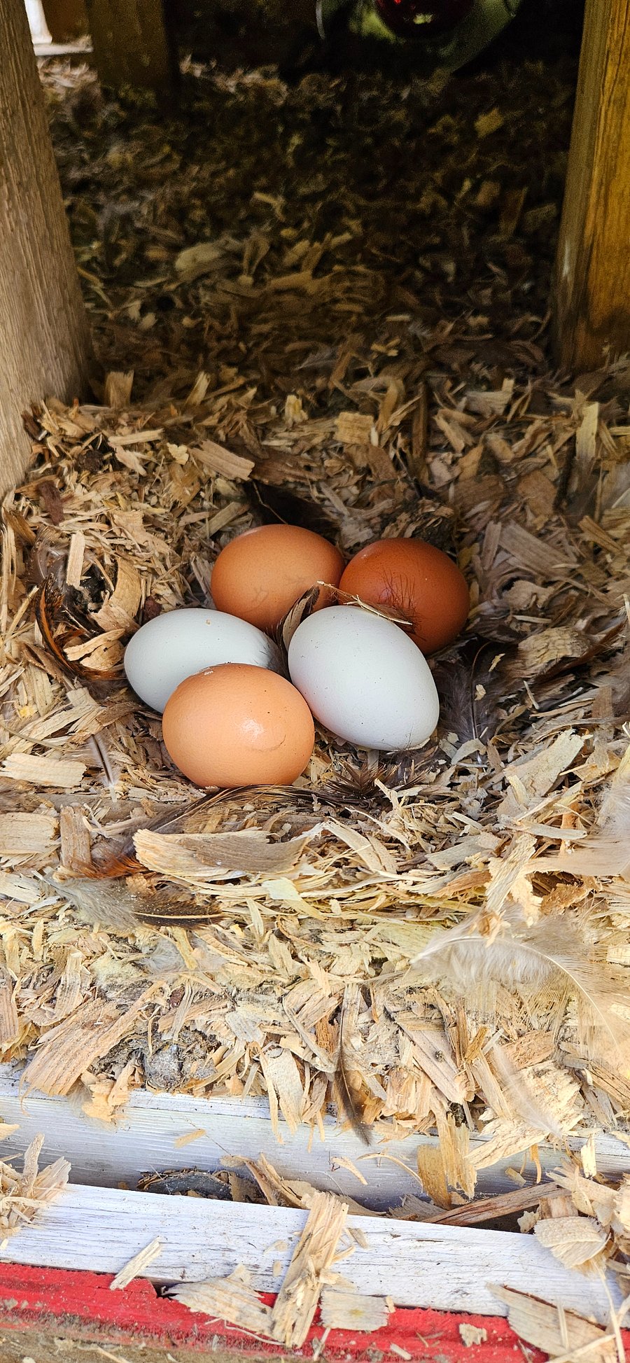Daily fresh-laid eggs for you!