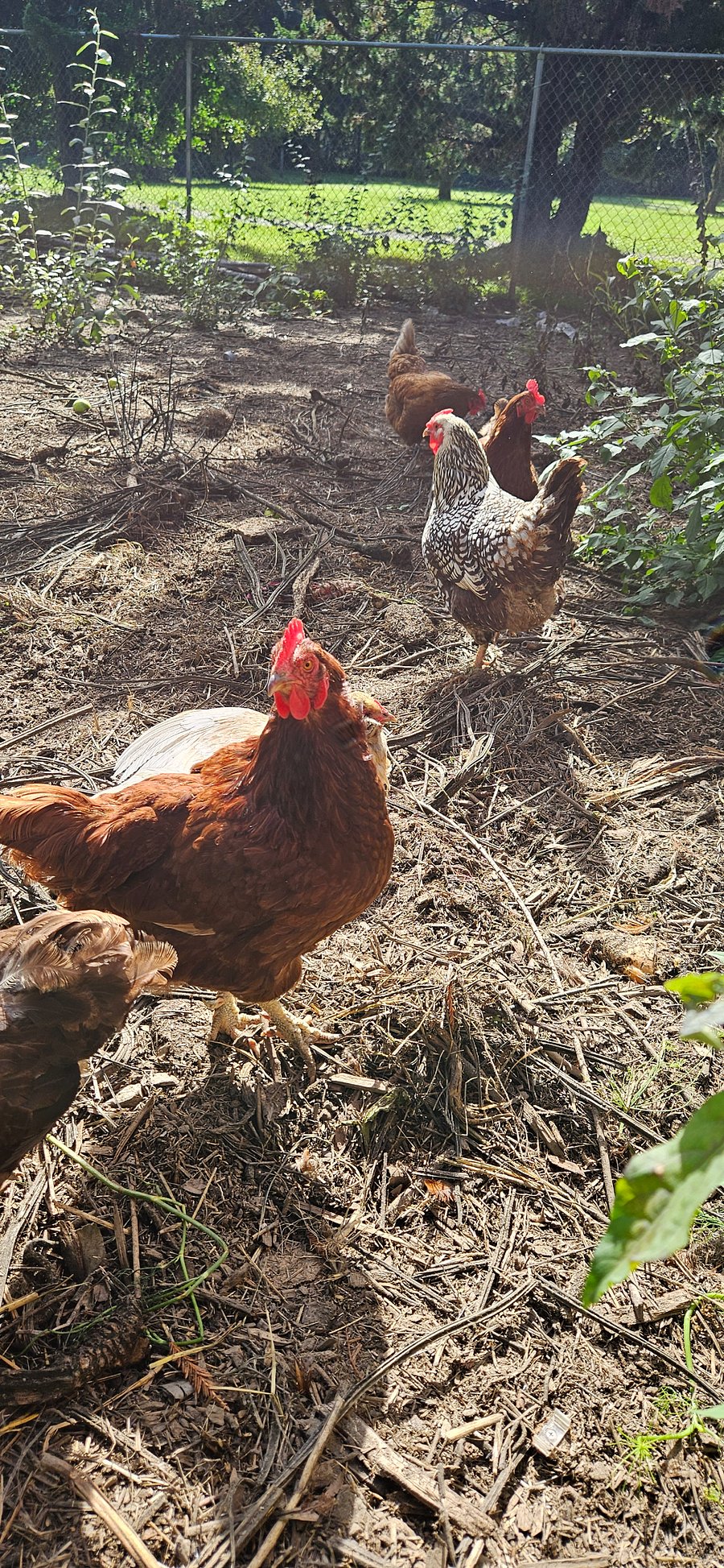 Happy free-range, organic chickens