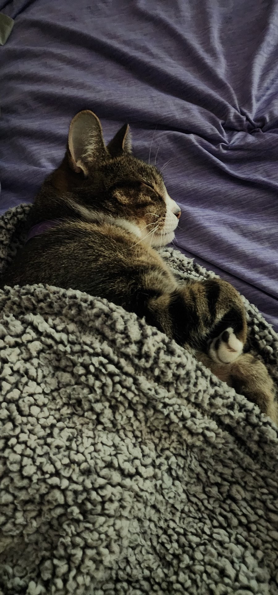 Owners kitty, Ripple