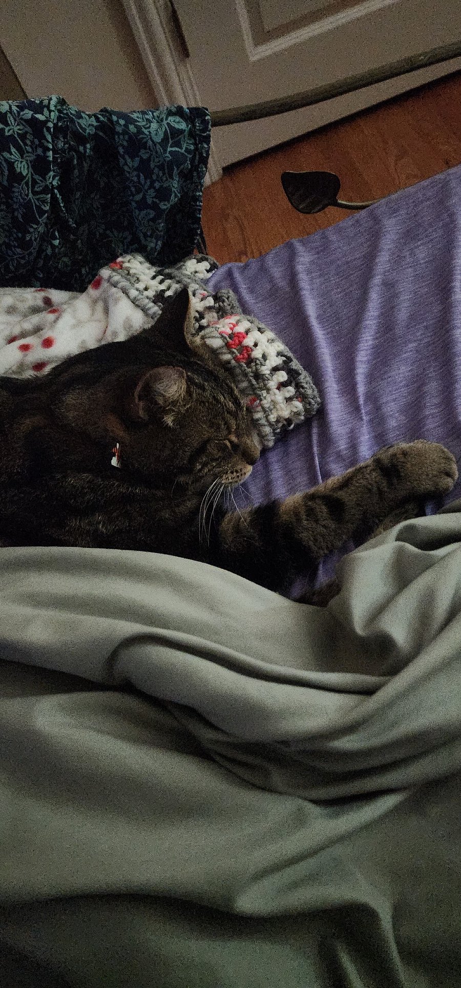 Owners' kitty, Mocha