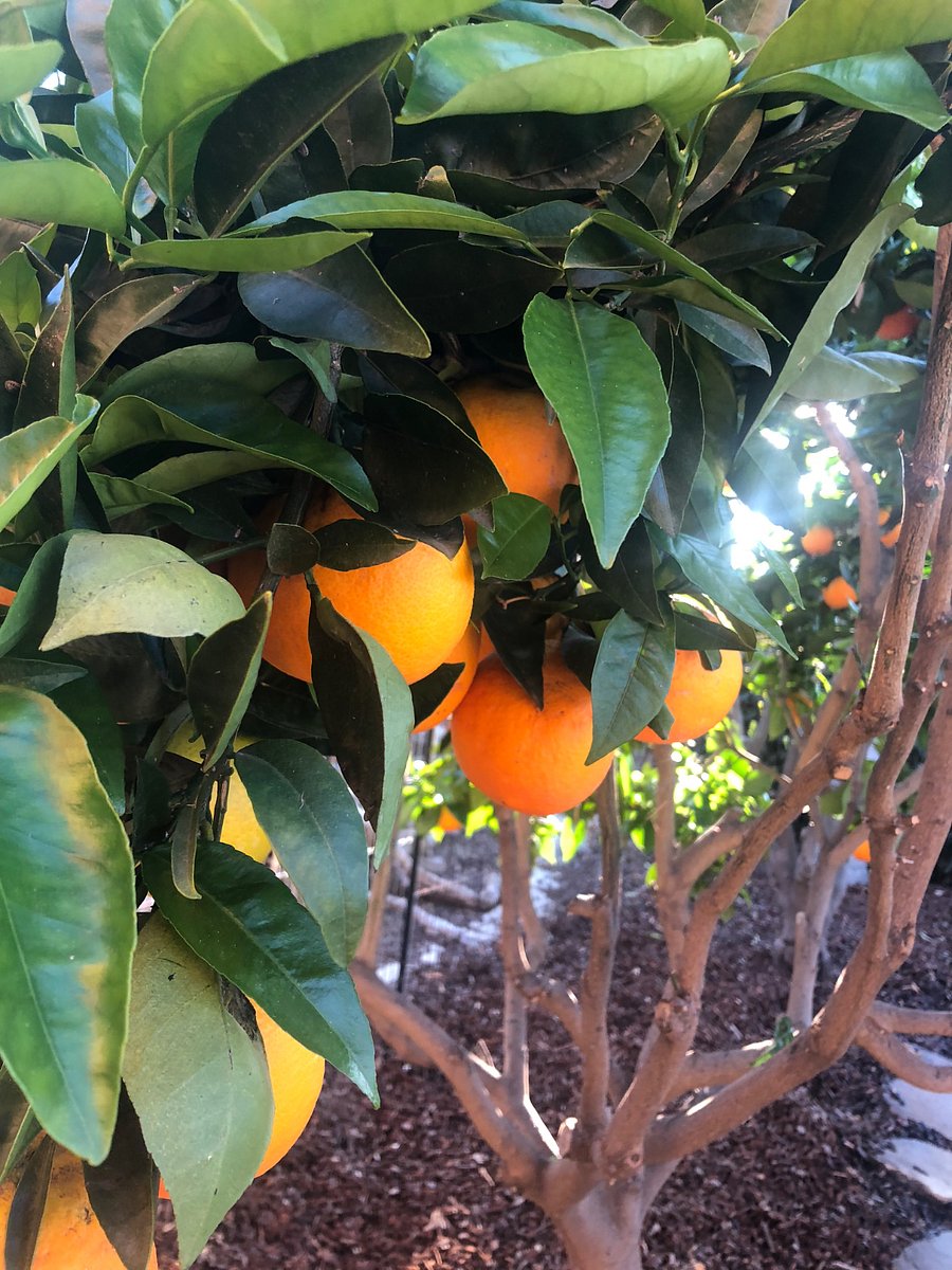 The back yard is full of fruit trees and is a nice peaceful place to rest or have an outdoor meal 