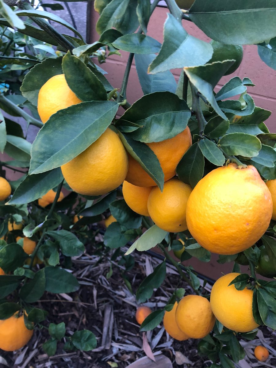 The back yard is full of fruit trees and is a nice peaceful place to rest or have an outdoor meal 