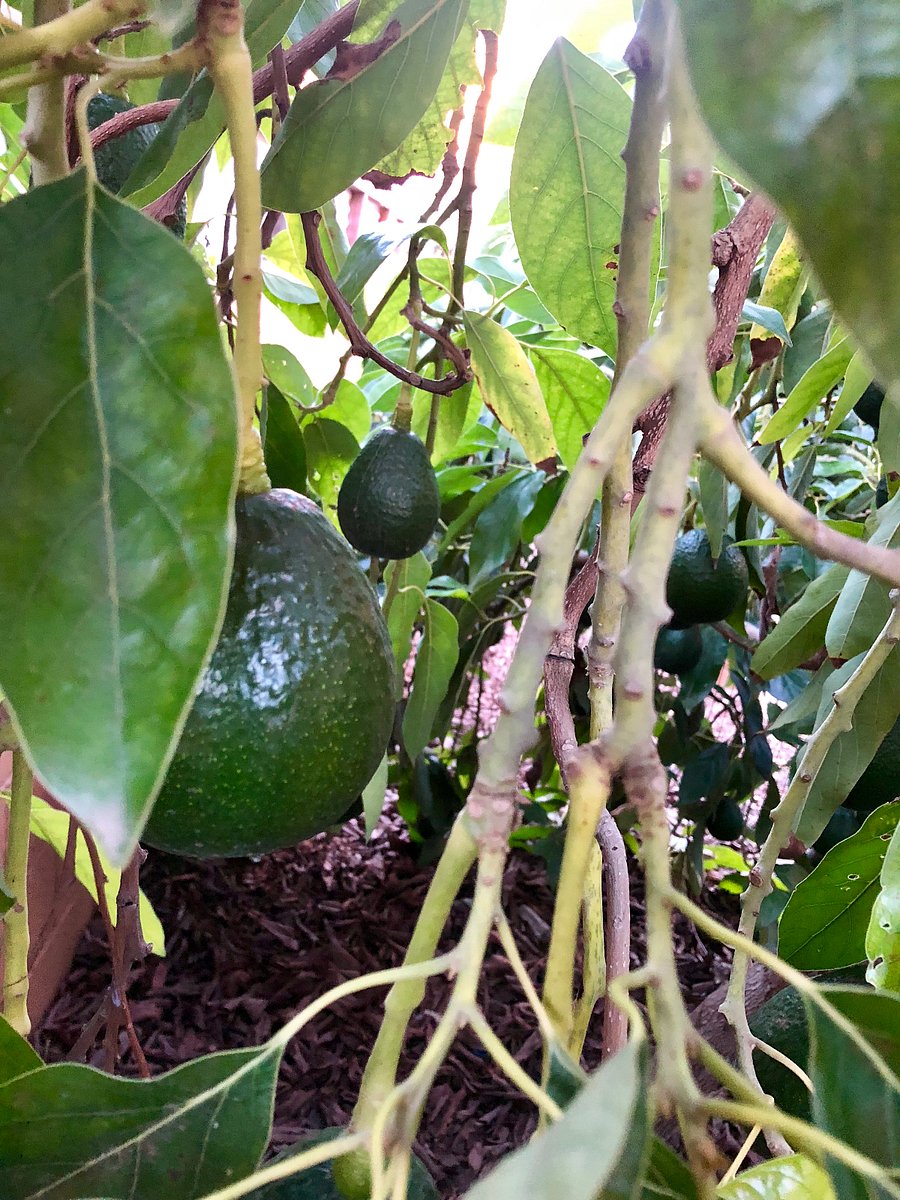 The back yard is full of fruit trees and is a nice peaceful place to rest or have an outdoor meal 