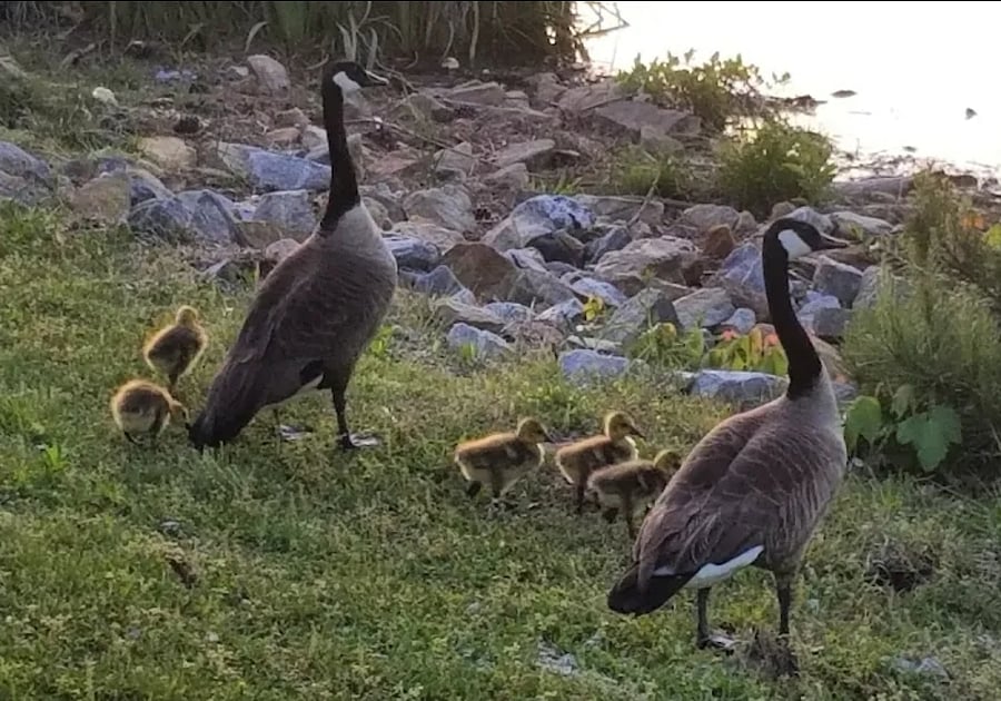Wildlife at the park