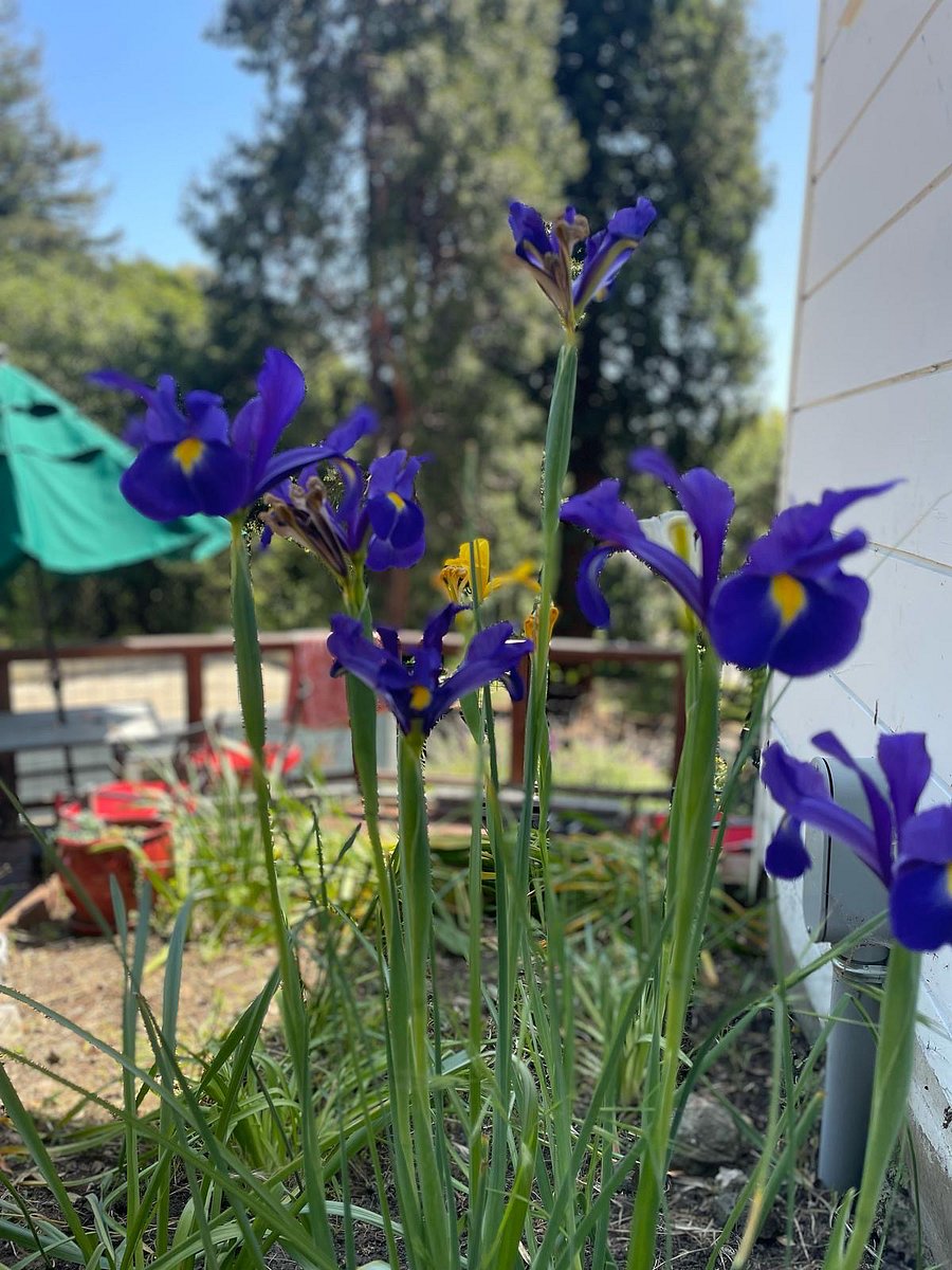 There are many flowering bulbs throughout the property; these  grown right by your front door.