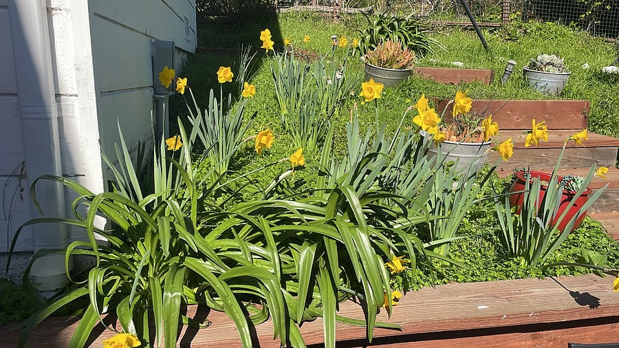 The property has countless flowering bulbs to brighten your day!