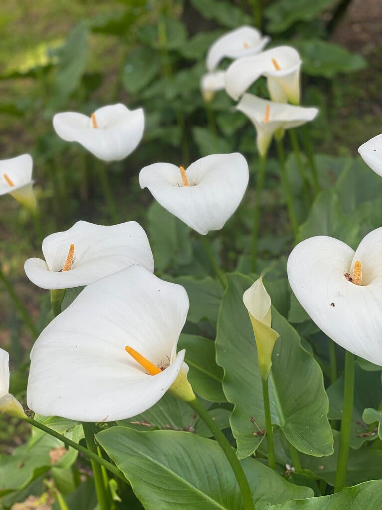 In the springtime, Calalilies brighten the shady spots of the ample yard.
