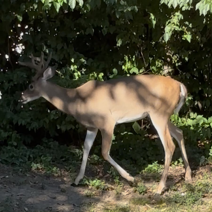 Wildlife visits right in the middle of the city!