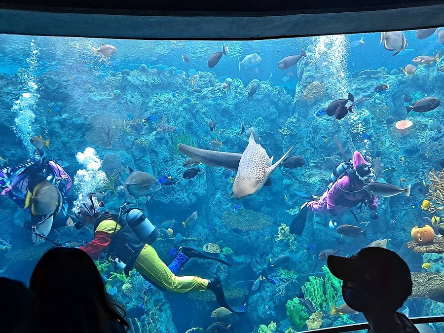 Aquarium of the Pacific