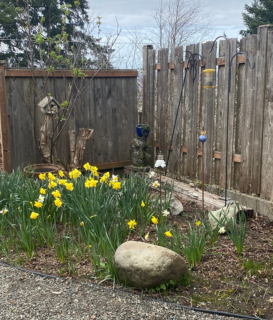 Spring daffodils. Flowering plants and leafy trees in much of the year!