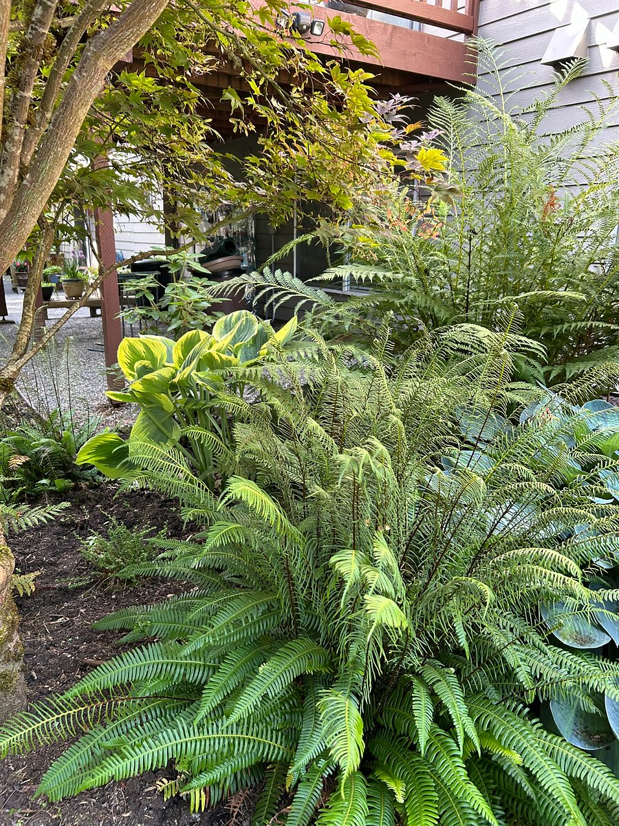 Backyard outside rental bedroom window