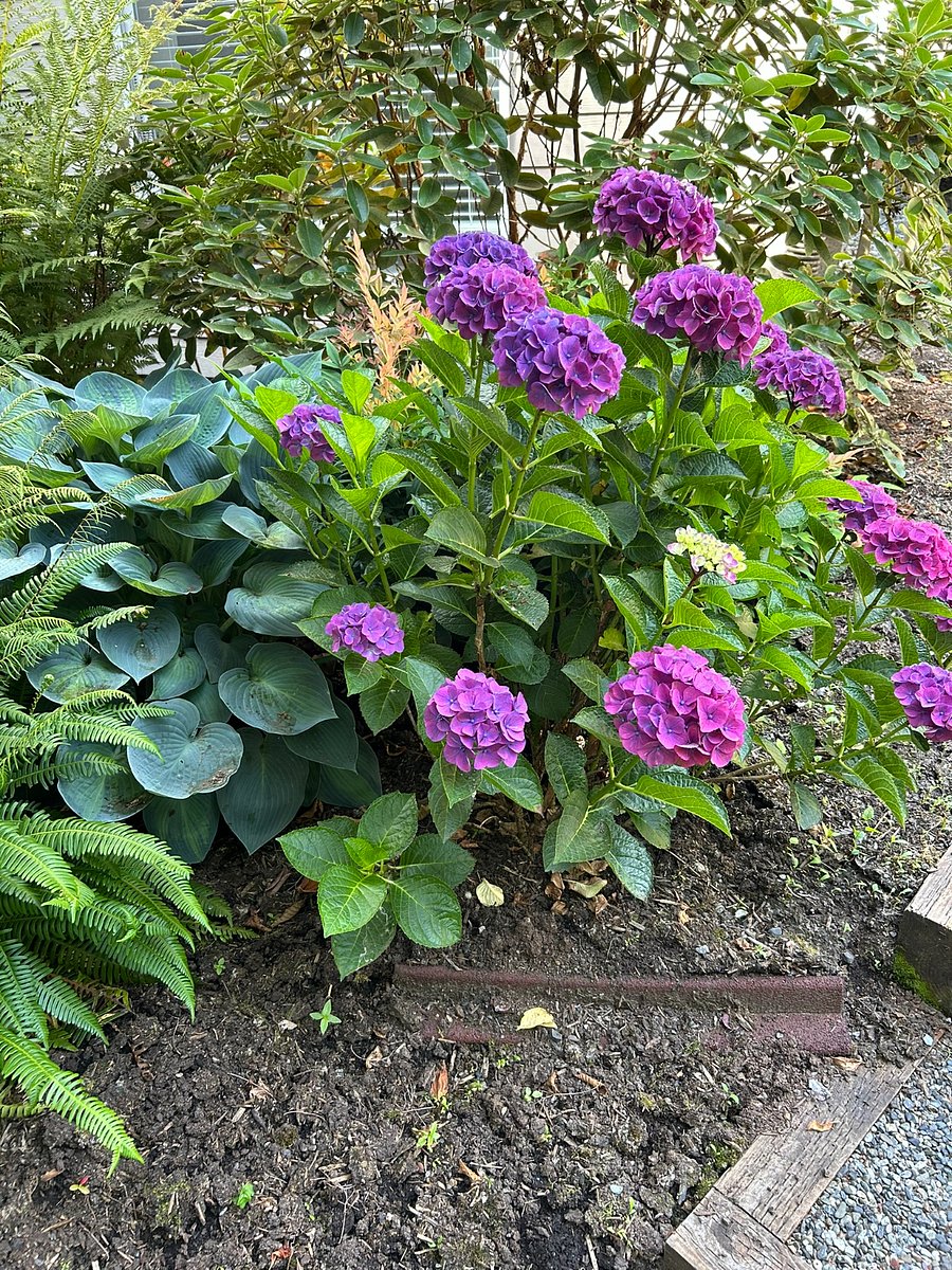 Backyard plants along walkway