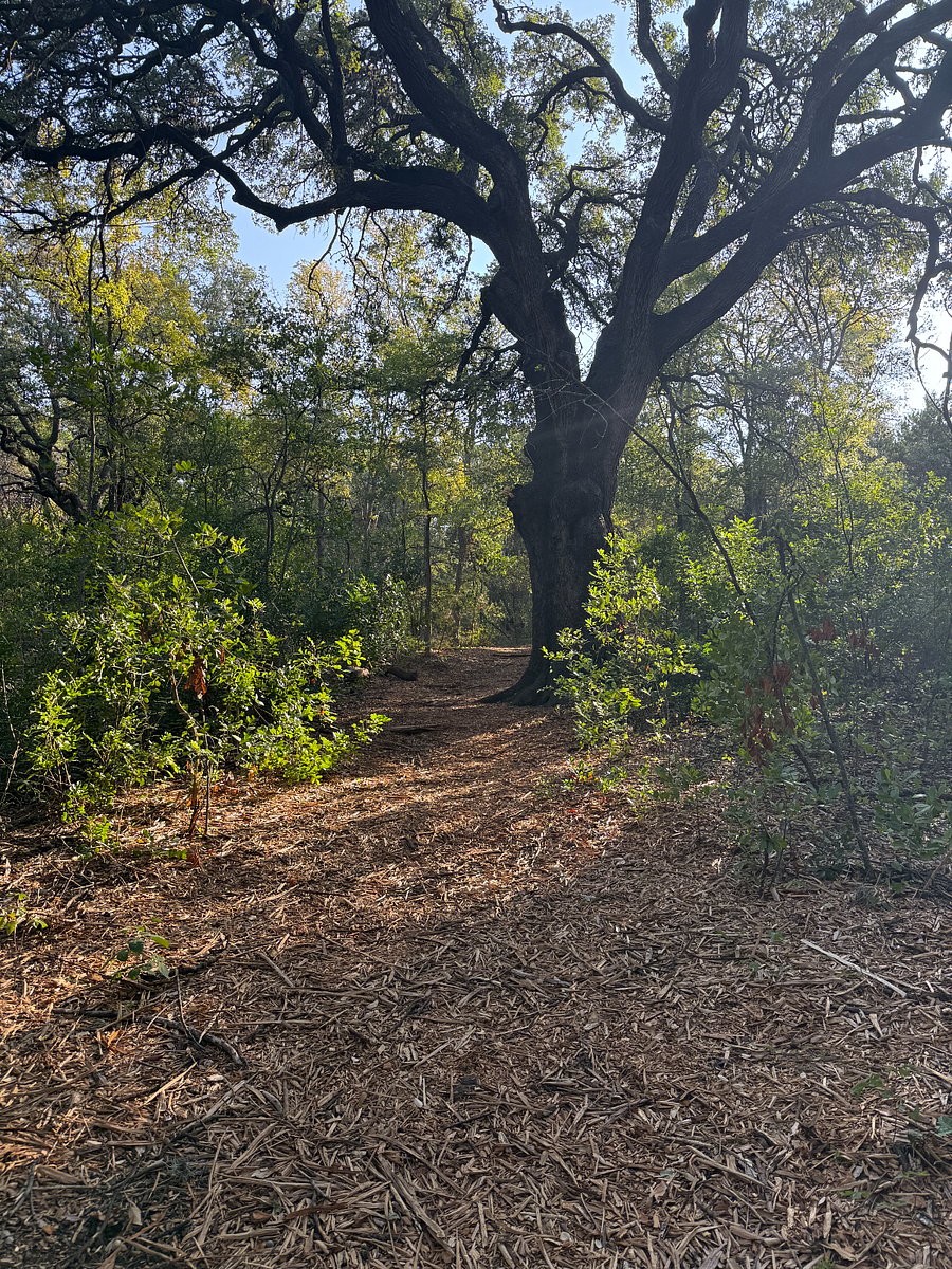 Backyard Trail Views