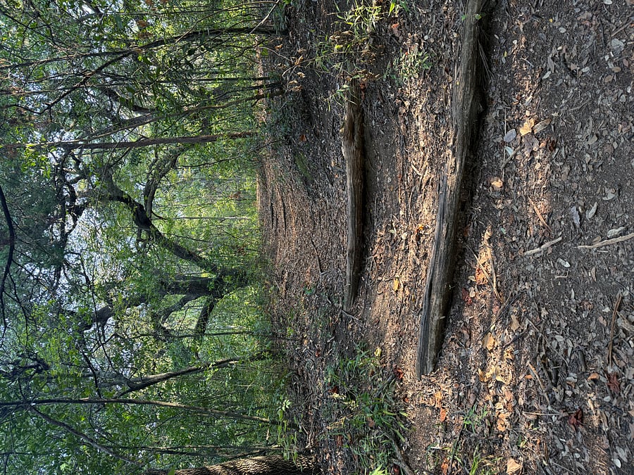 Backyard Trail Views