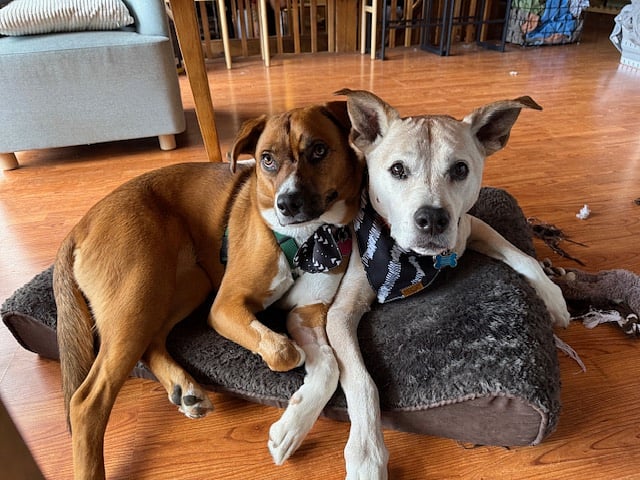 We have 2 dogs: Maggie (left) is about 2 Charlie (right) is 15.5