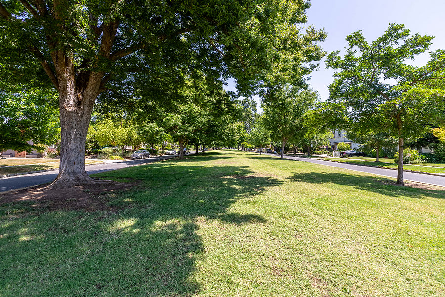 Picturesque tree-line boulervard