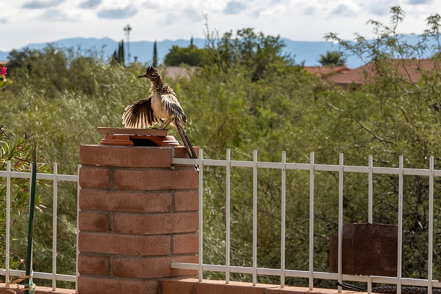 Road Runner