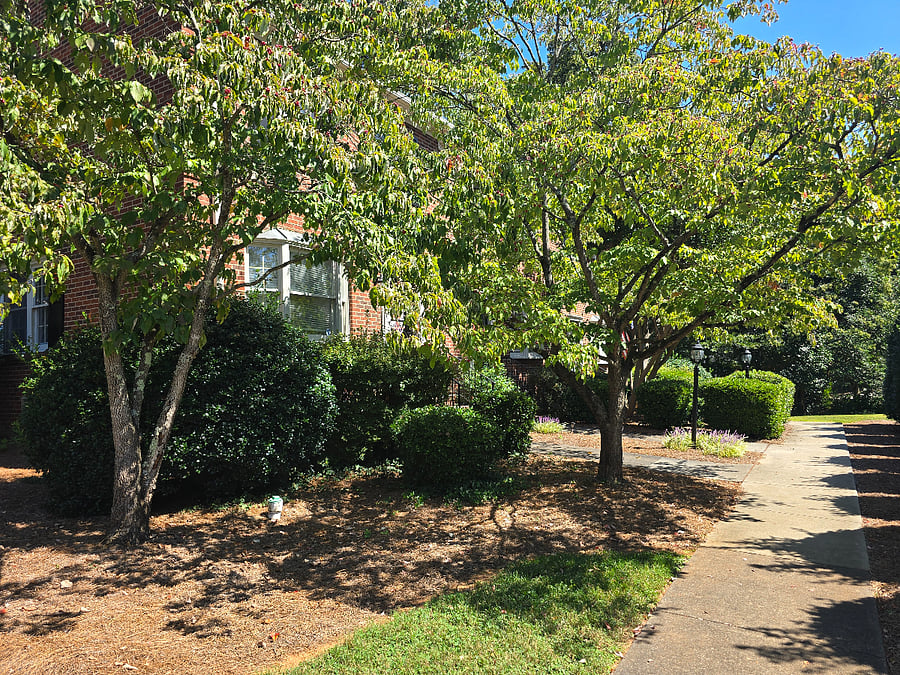 Tree-lined Street