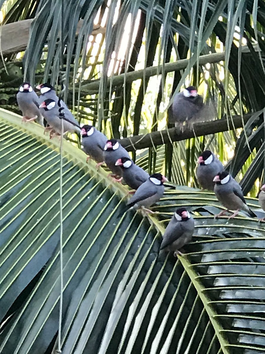 Java finches waiting near the bird feeder
