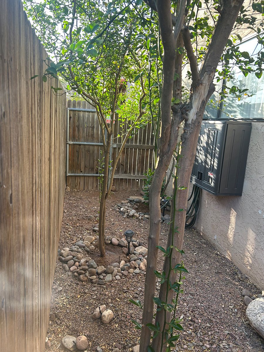 Back yard fruit trees